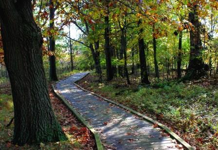 Fall Colors